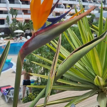 Parque Santiago I Stunning Brand New 2 Bedroom Playa De Americas *